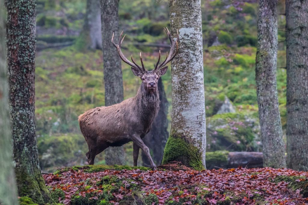 Brunarica Bled Zatrnik Pokljuka Exteriör bild