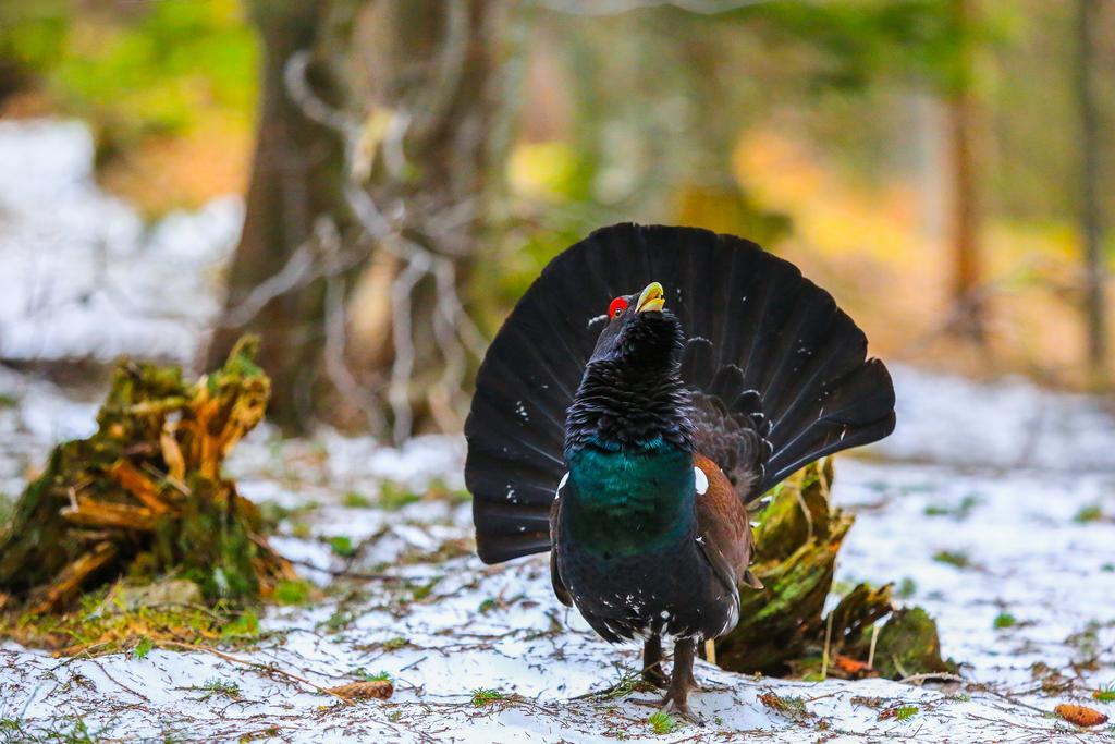 Brunarica Bled Zatrnik Pokljuka Exteriör bild